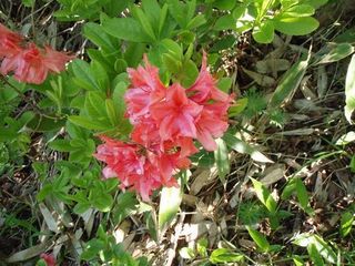 180617-3.jpg