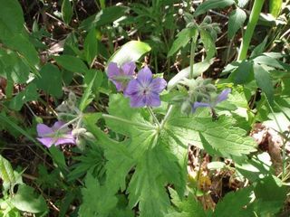 180617-7.jpg